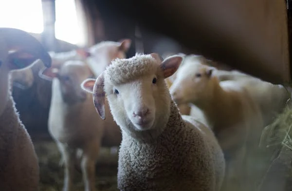 Good news for animals as live exports banned