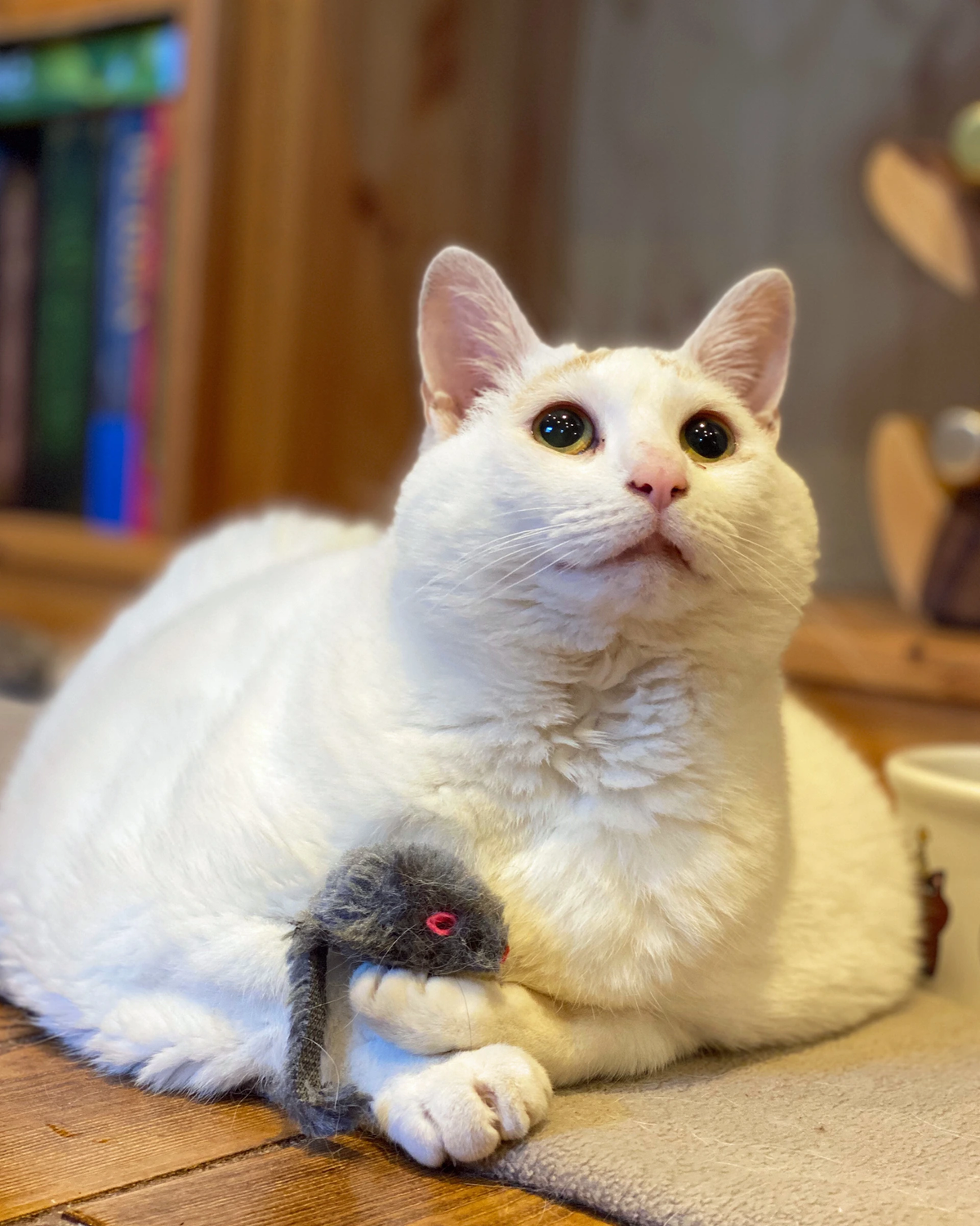 Obese cat loses half body weight thanks to her owner’s love