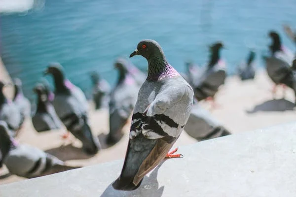 Meet the animal lovers rescuing pigeons