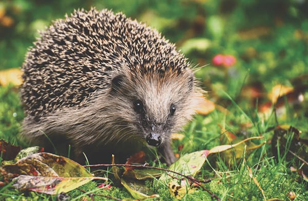 Good news as England’s first official Hedgehog crossings installed