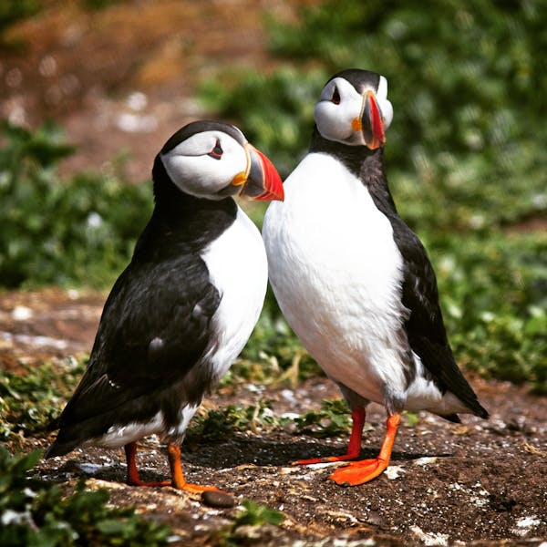 Puffin population declared ‘stable’ on the Farne Islands as results of first full count for five years are confirmed