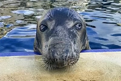 Seal-ebrating the Big 5-0...World´s Oldest Grey Seal in Human Care Celebrates Milestone Birthday