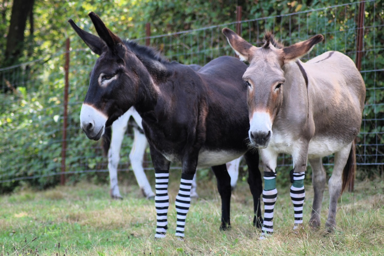 Socks appeal gathers legs to protect Italian sanctuary donkeys