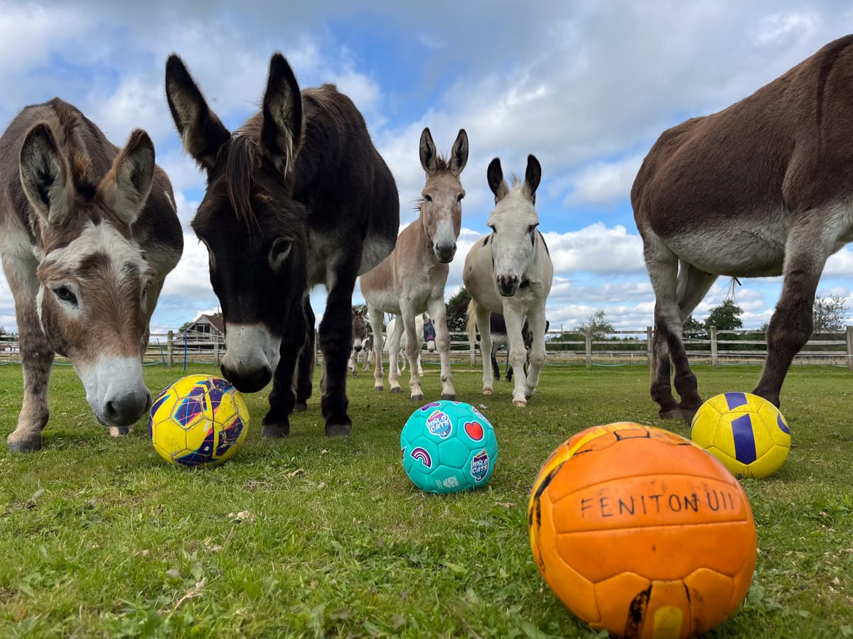 Pitch perfect donation for Devon donkeys