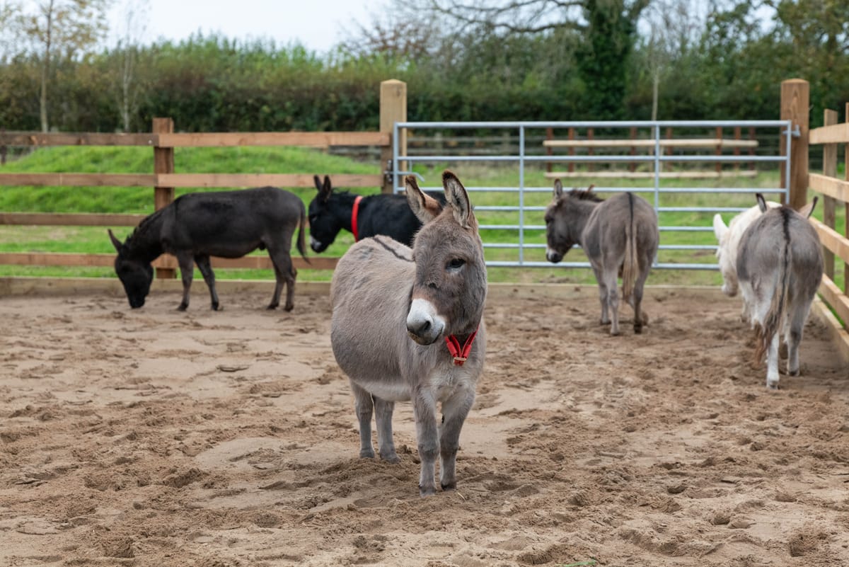 Gold standard living for rescued mini donkeys’ foals