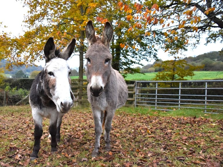 New donkey inspired halloween trail to the tourists of Devon (By Amelie, 13)