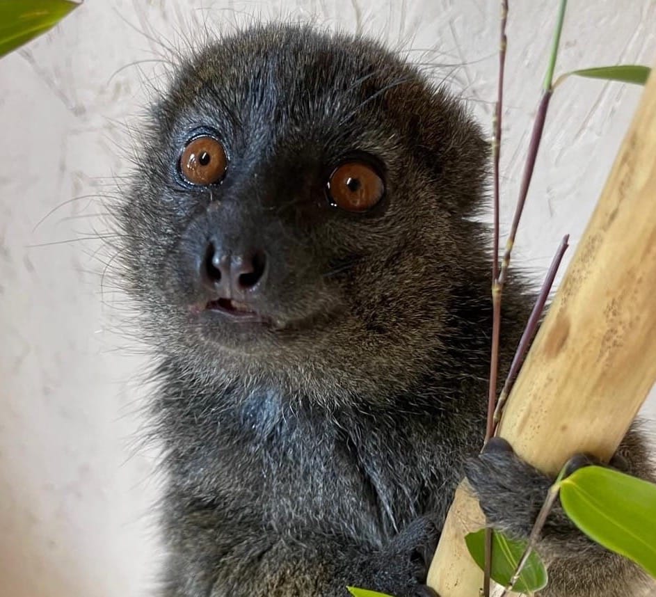 Meet magnificent Malala Settling in well to Bristol Zoo