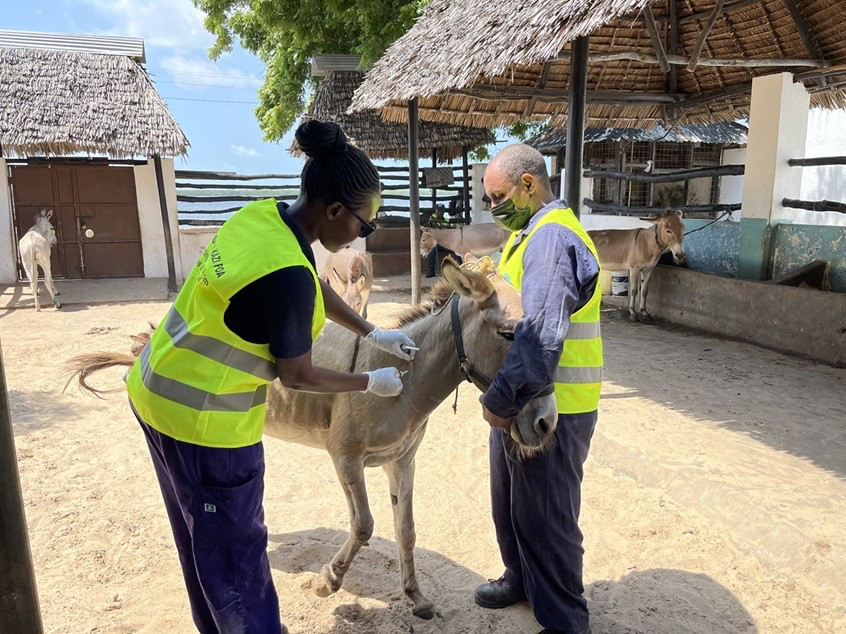 Donkeys play vital role in global fight against rabies