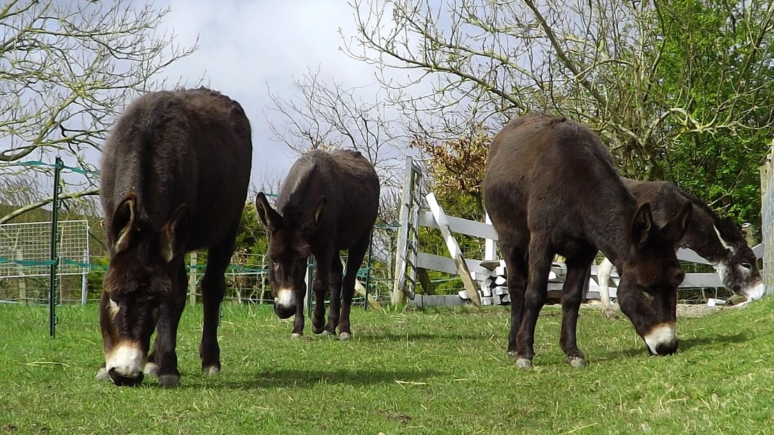 Donkey Trio Find New Home in Scottish Idyll