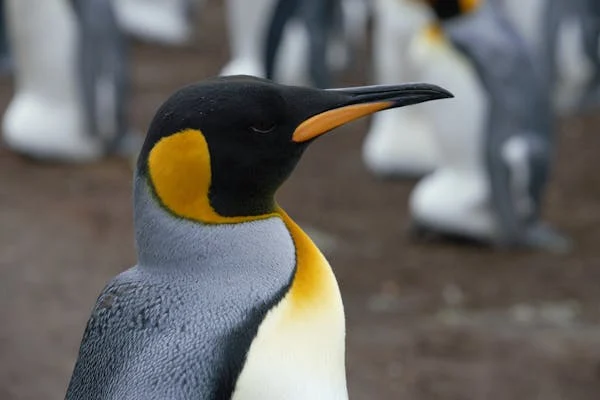 "Not Your Average Beach Day: Surfers Find Emperor Penguin Playing Tourist in Australia"