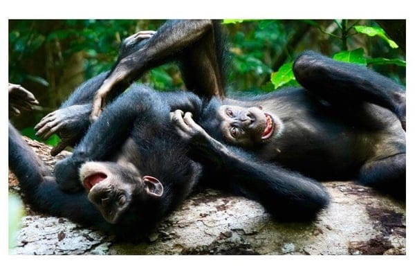 Playful Chimps Show Adults Can Monkey Around Too, Study Finds