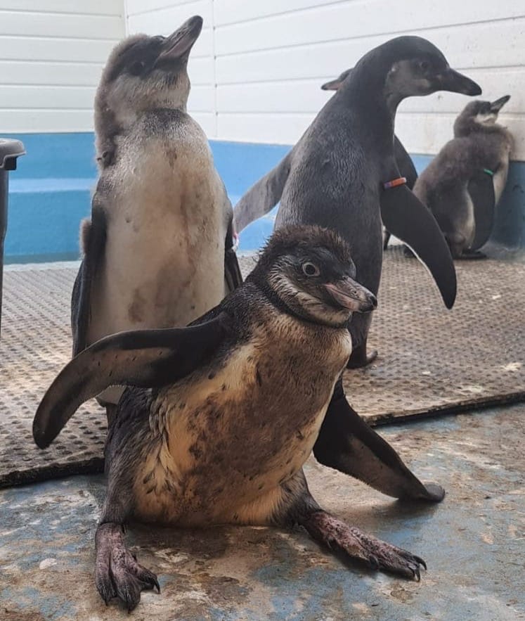 Miracle Recovery For The Penguin Who Lost Her Waddle!