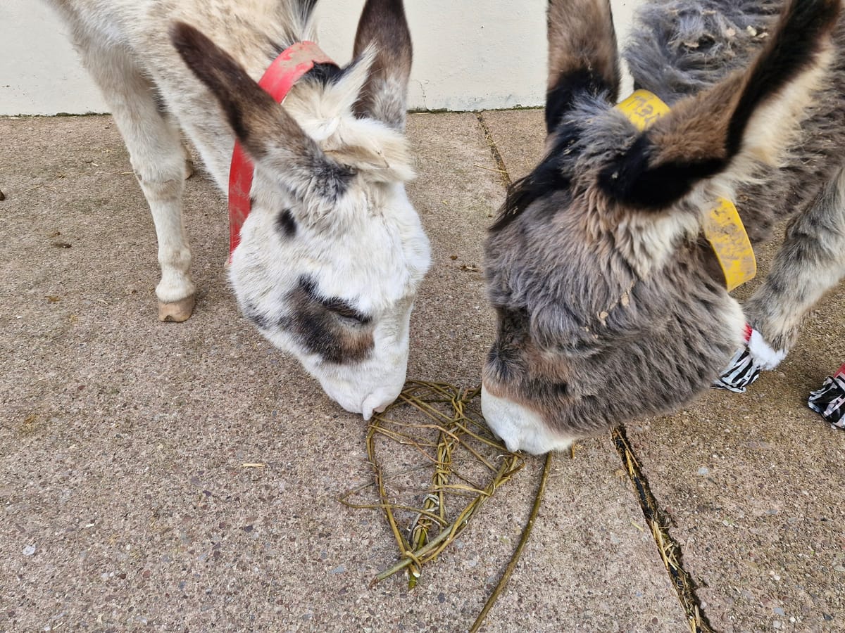 Donkeys Find Their Valentine: A Bond That Could Lead to a Forever Home