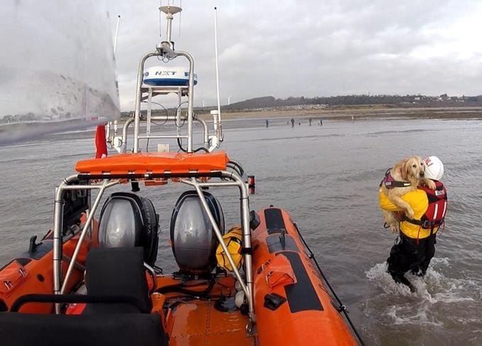 Golden Retriever Rescued By RNLI After Tidal Currents Sweep It Away