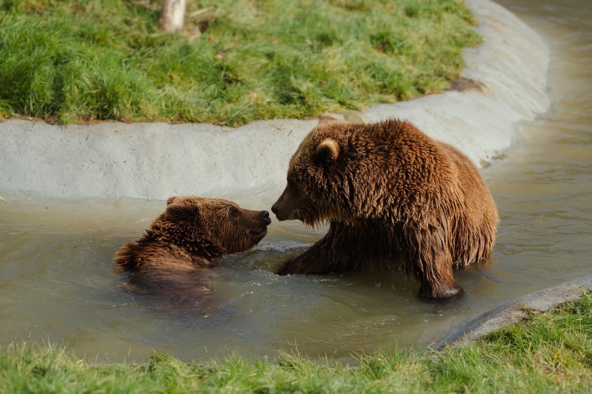 Spring Awakens at Whipsnade Zoo as Four Brown Bears Shake Off Winter Slumber