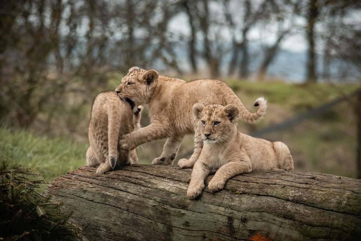 Two Kings And a Queen of The Savanna!