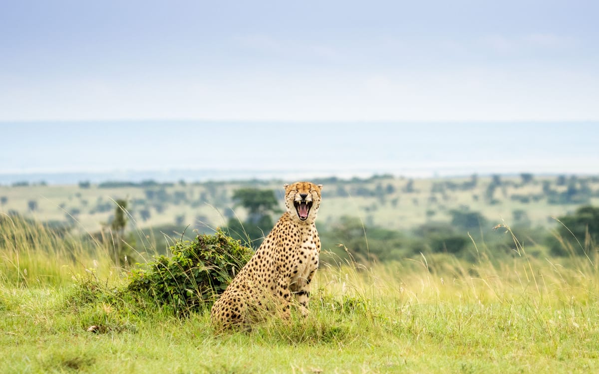 Funny Wildlife Competition Opens For Entries