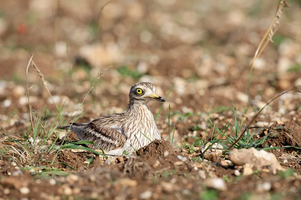 Stone-Curlew Numbers Soar Thanks to 40 Years of Collaborative Conservation