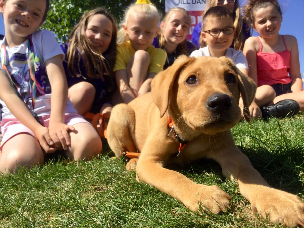 Gus the Fox Red Lab pup meets fellow pupils