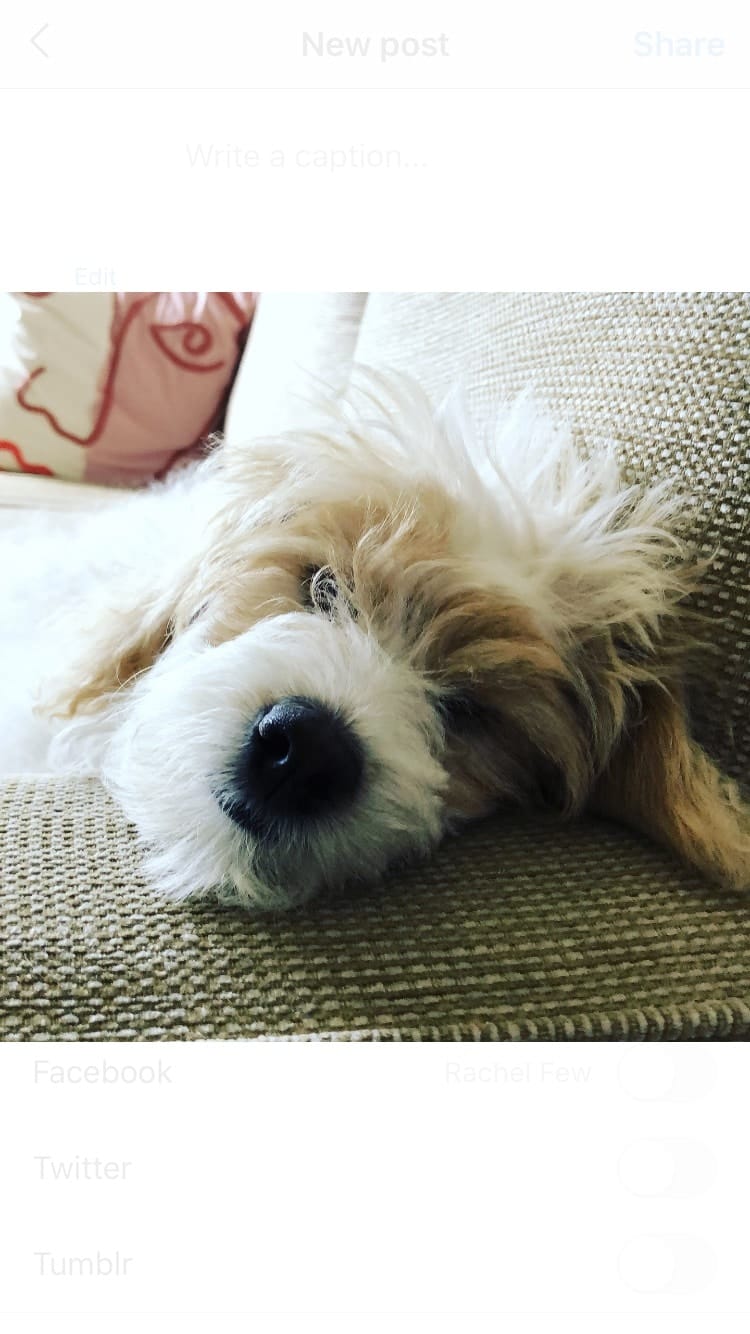 Meet ‘Maggie’ the school pup
