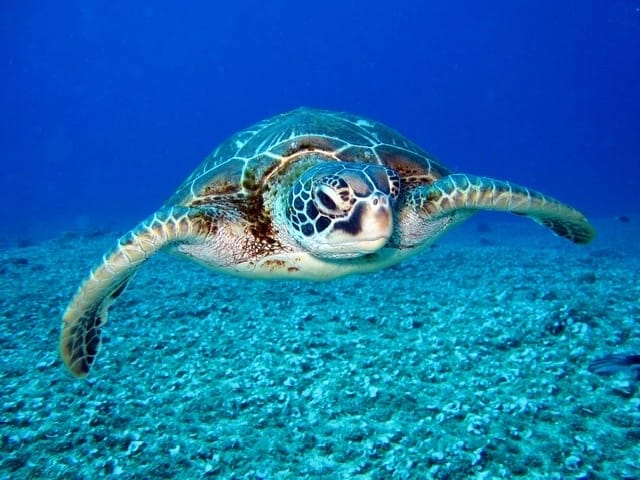 We can all help save the lovely sea turtles, by Lucy, 12