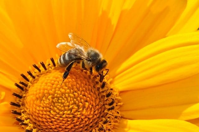 Bee good to our most important insect and help the planet