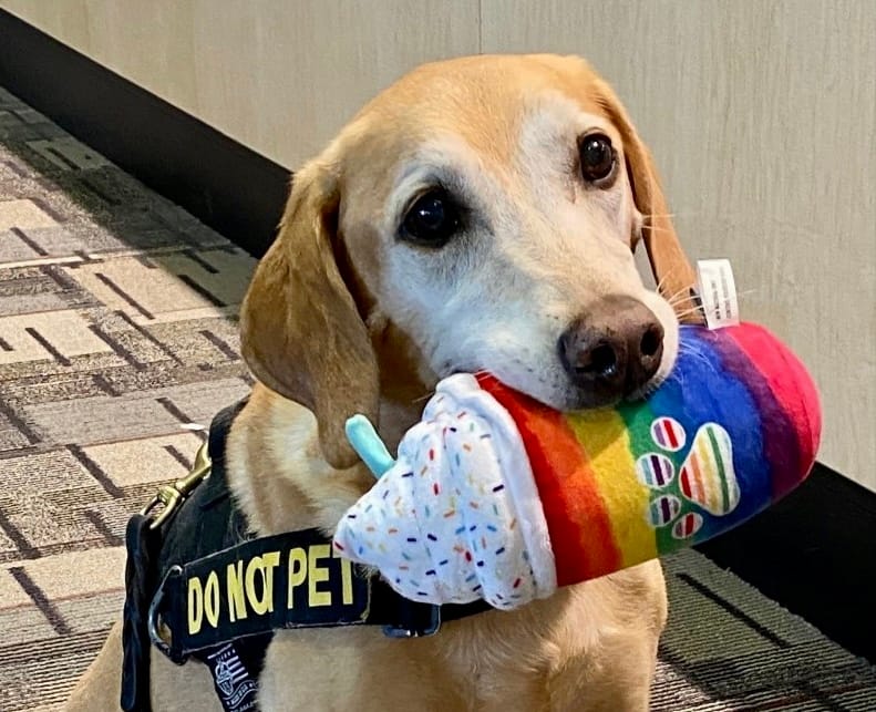 Cute bomb-sniffing pooch retires to huge celebration