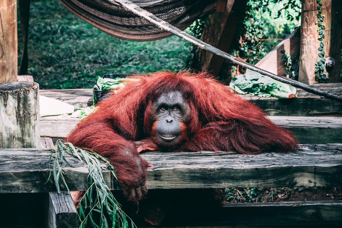 Watch: Funny video of Amber the ape ‘asking’ stunned woman to give her some sweets