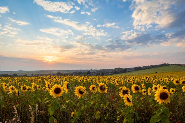 Doting husband shocks wife with 1.2 million sunflowers for their 50th anniversary