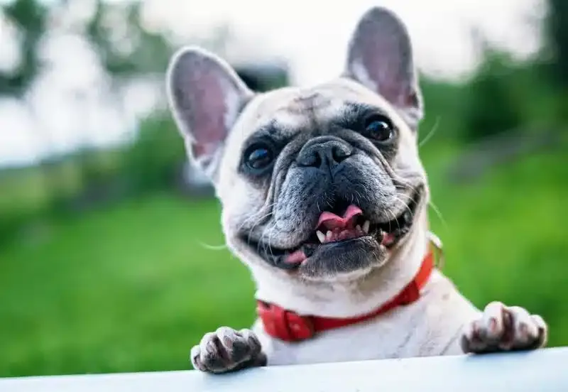 Find out why happy dogs wag their tails….