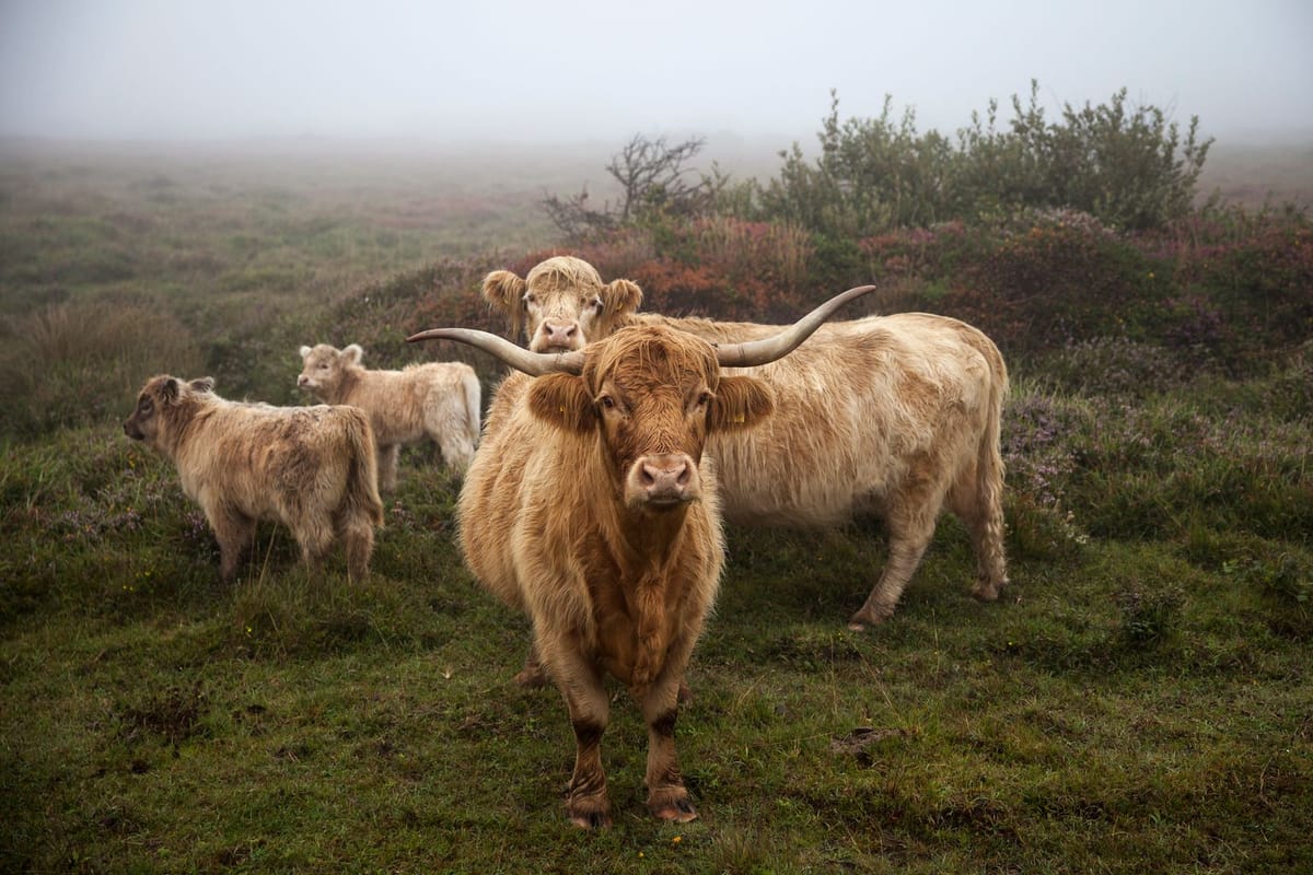 Good news as rare wildlife to benefit from £350,000 project