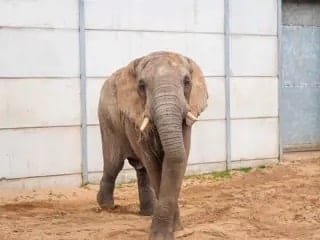 Meet Uli, the African Elephant th newbie at UK’s only bachelor elephant habitat