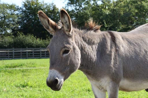 Lewis the donkey has a spring in his step as friendship blossoms