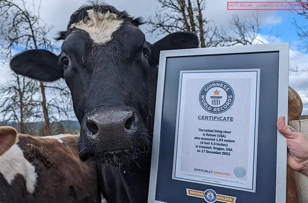 Tallest steer Romeo grows to record height years after being rescued from slaughter