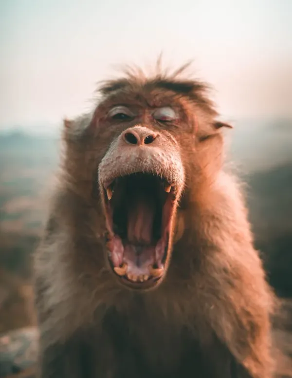 The marvellous positive power of yawning
