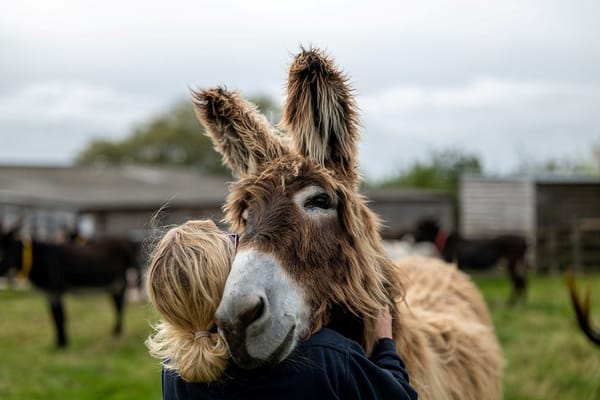 Special day to celebrate human-animal bond at The Donkey Sanctuary