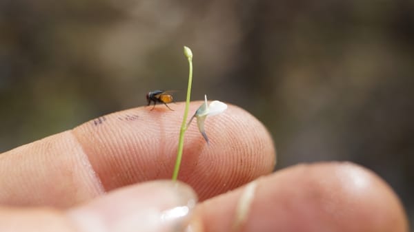 Celebrating biodiversity: New species discovered on the Steve Irwin Wildlife Reserve