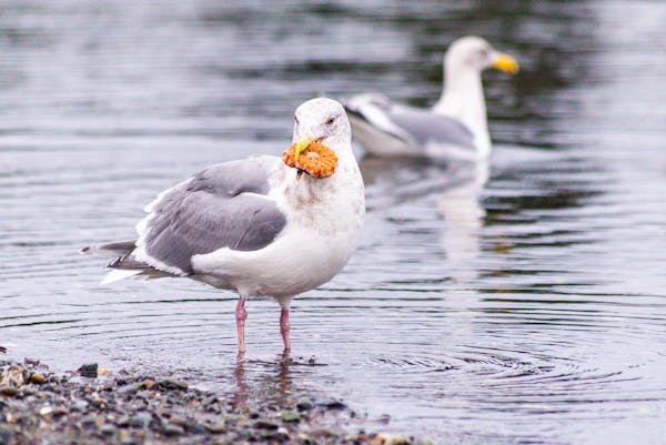 Seagulls steal your ice cream and chips - because they’re clever!