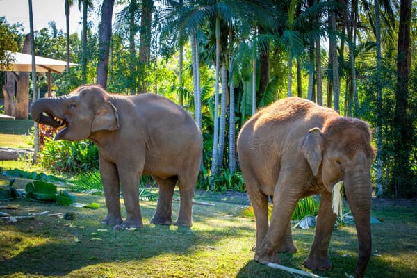 World Elephant Day at Australia Zoo!