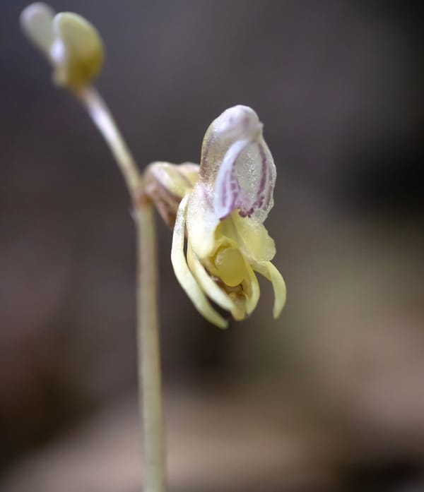 Britain’s rarest wild orchid refound after 15 years of searching