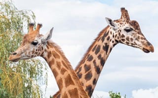 Noah's Ark Zoo Farm helps pioneer the future of global species conservation