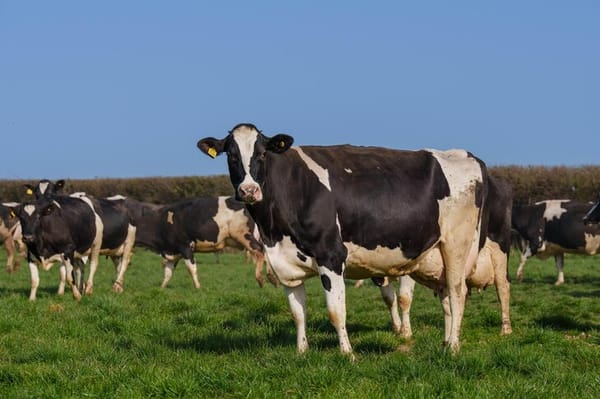 The Cream of the Crop: Waitrose becomes the first supermarket to moo-ve to free range cream