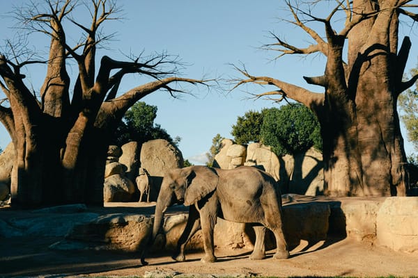 Miracle in the Desert: Good news as Ancient ‘Tree of Life’ Rises from the Dead