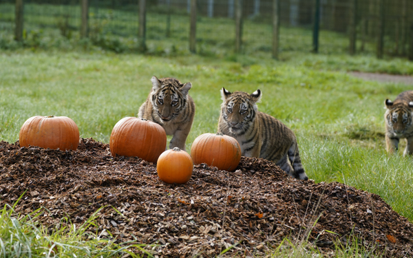 GOURD-GEOUS TIGER CUBS