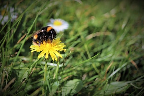 Gardens prevent pollinators from starving when farmland nectar is scarce, new study finds