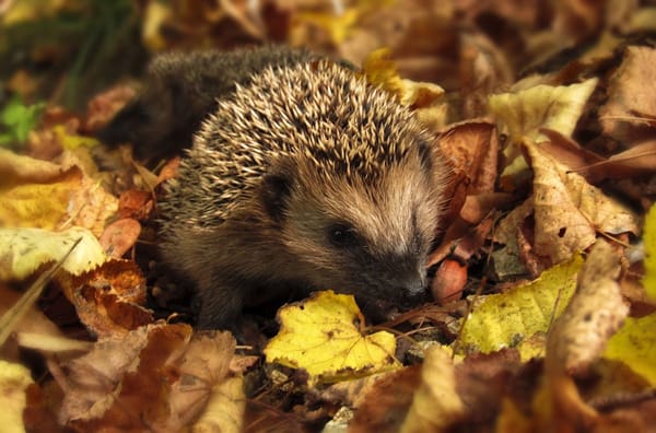 A major step forward for hedgehog conservation