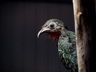 The mystery bird that howls at the moon… meet the Spix’s Guan