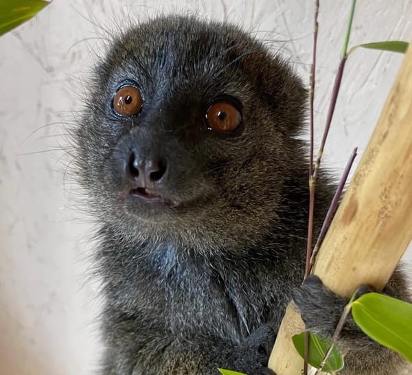 Meet magnificent Malala Settling in well to Bristol Zoo