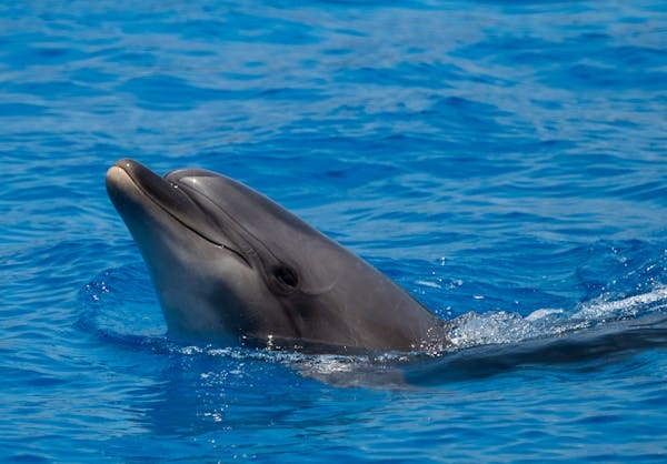 Bottlenose dolphins 'smile' at each other while playing