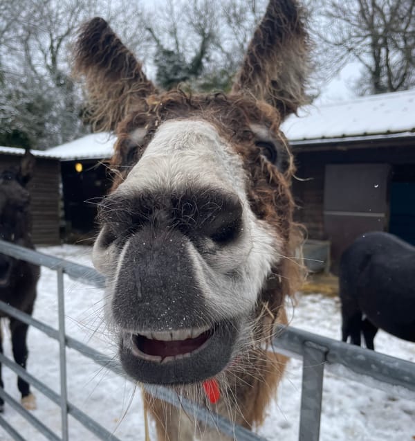 A delicious brew in the afternoon sun keeps donkeys warm as snow covers The Donkey Sanctuary in Sidmouth